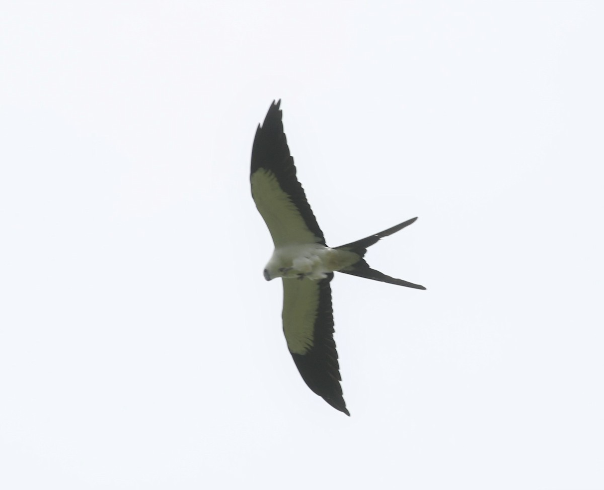 Swallow-tailed Kite - ML391511291