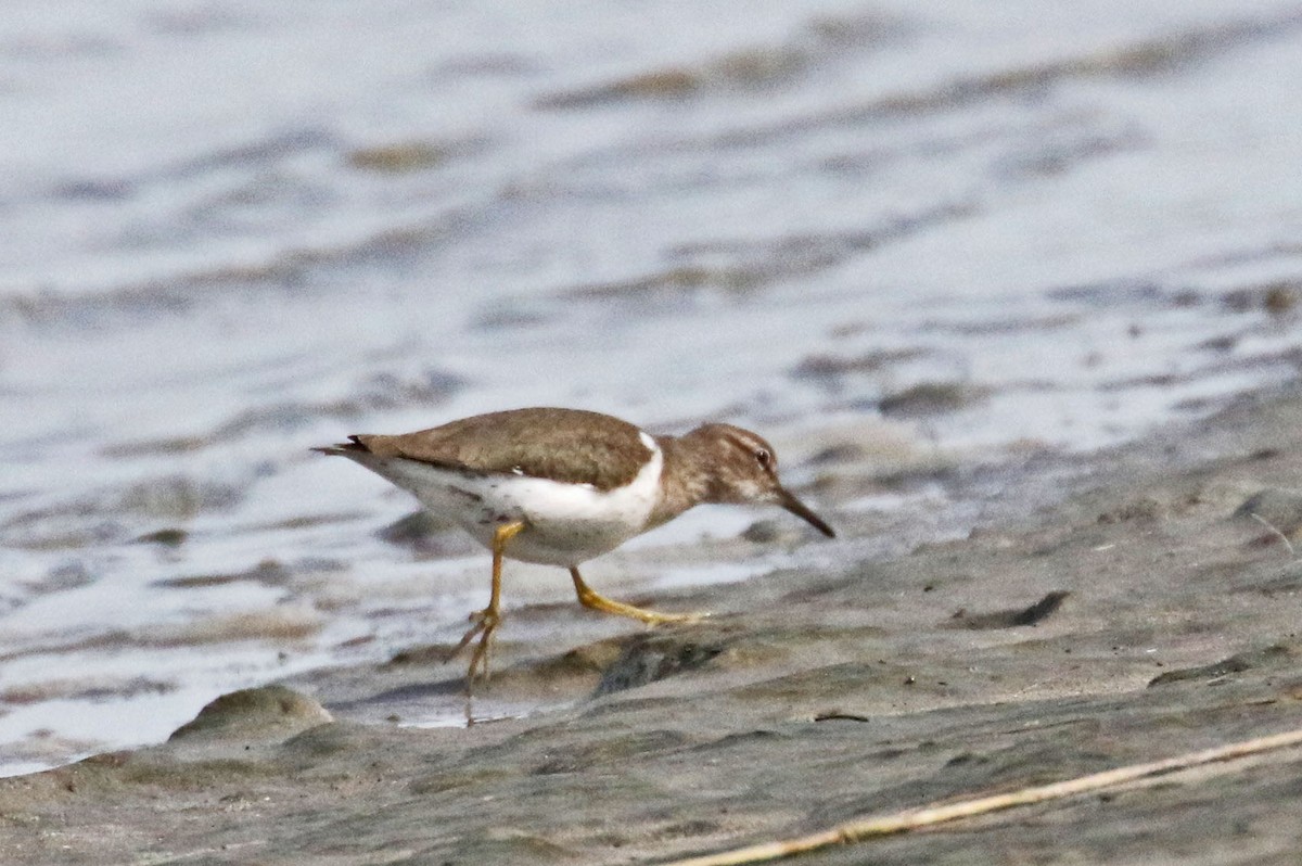 Spotted Sandpiper - ML391512851