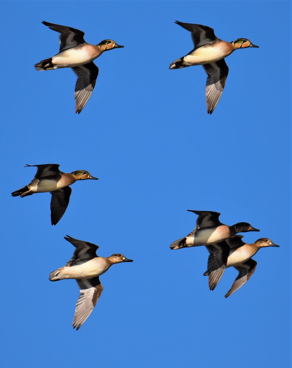 Baikal Teal - ML391514551