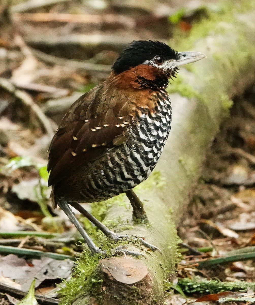 Black-crowned Antpitta - ML391517481