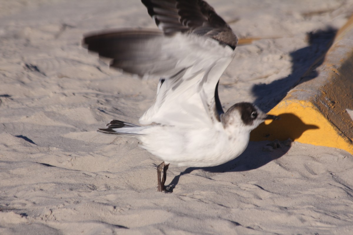 Franklin's Gull - ML391518301