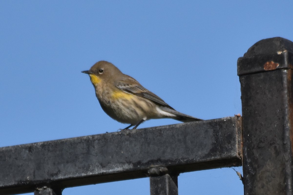 Yellow-rumped Warbler (Audubon's) - ML391518741