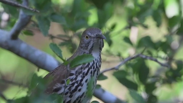 Long-billed Thrasher - ML391520201