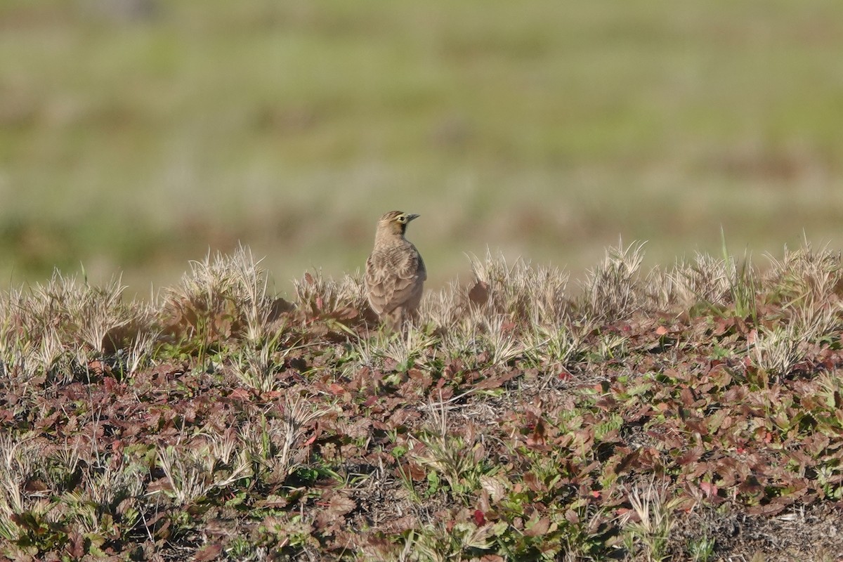 Horned Lark - ML391520221