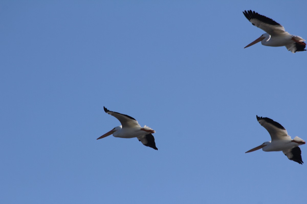 American White Pelican - ML391520681