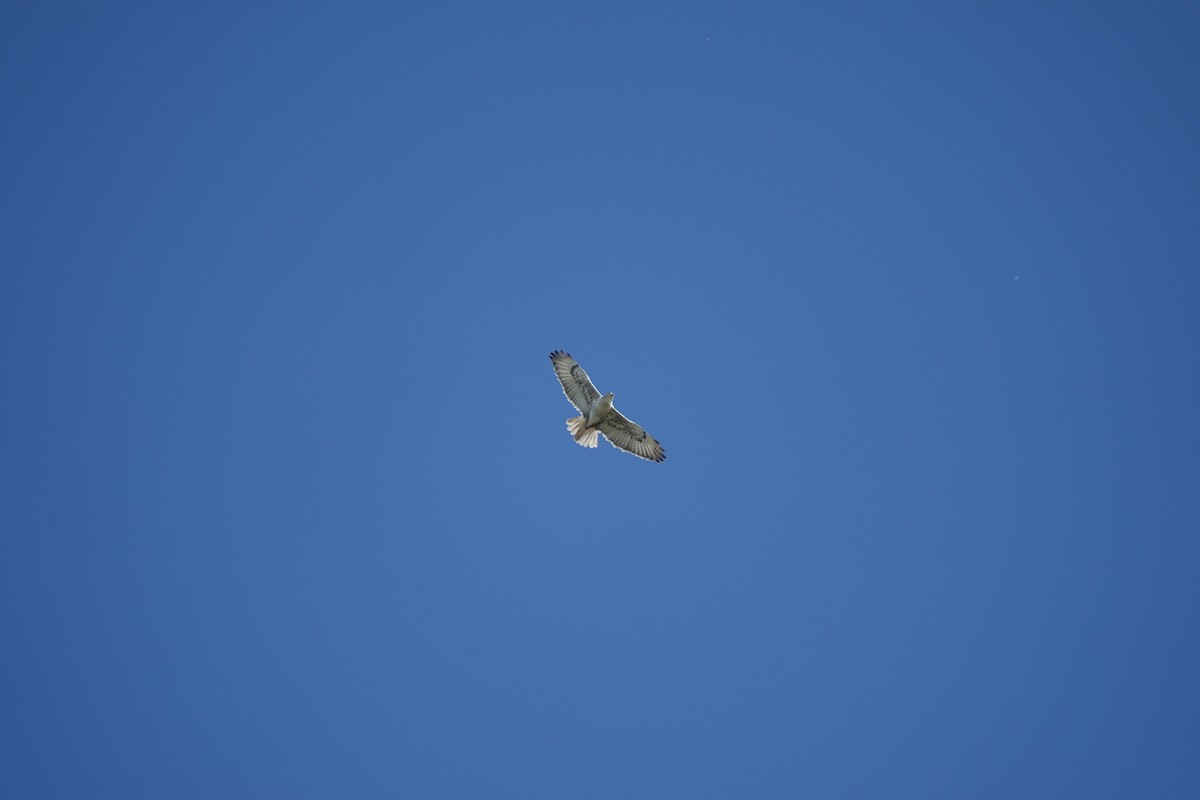 Ferruginous Hawk - ML391520791