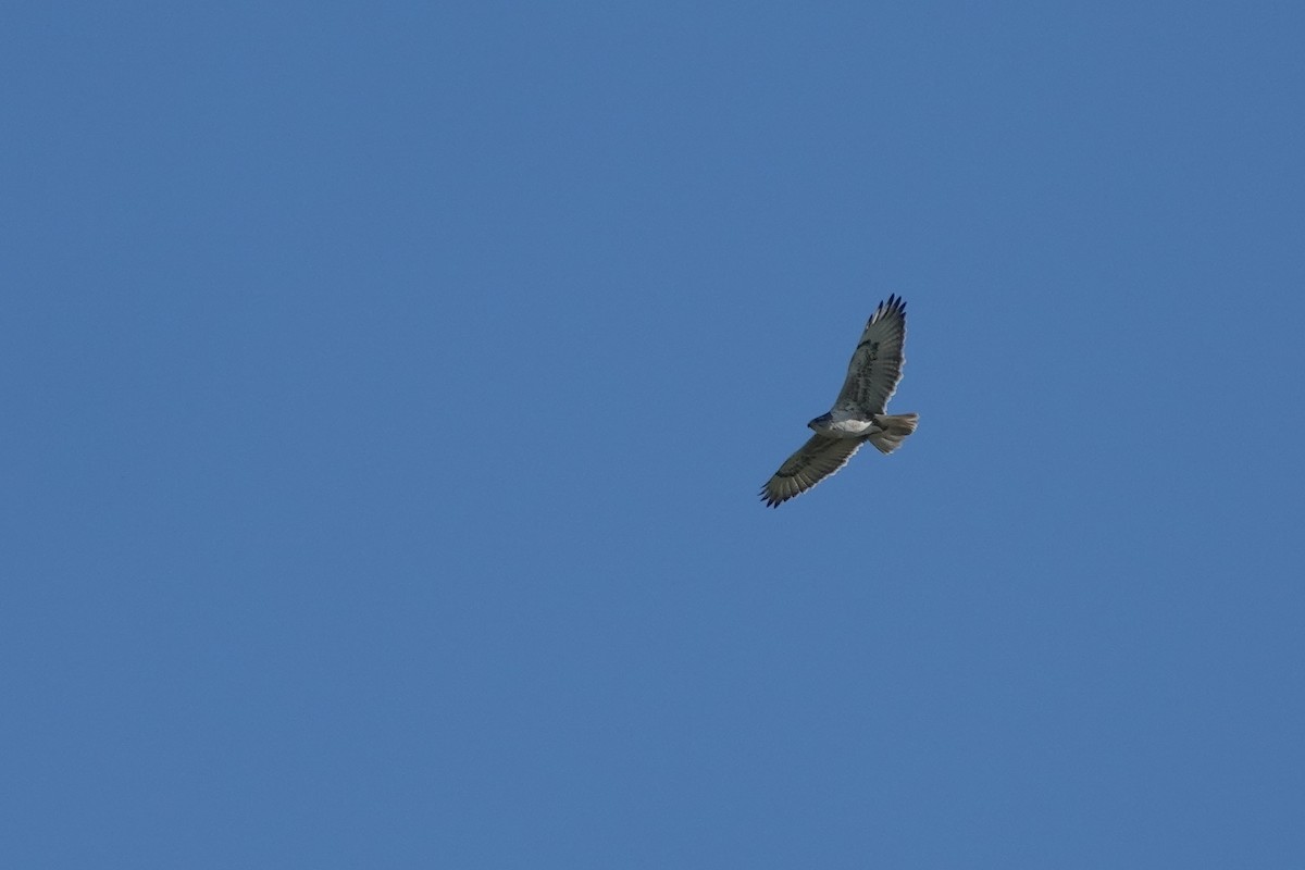 Ferruginous Hawk - ML391520821