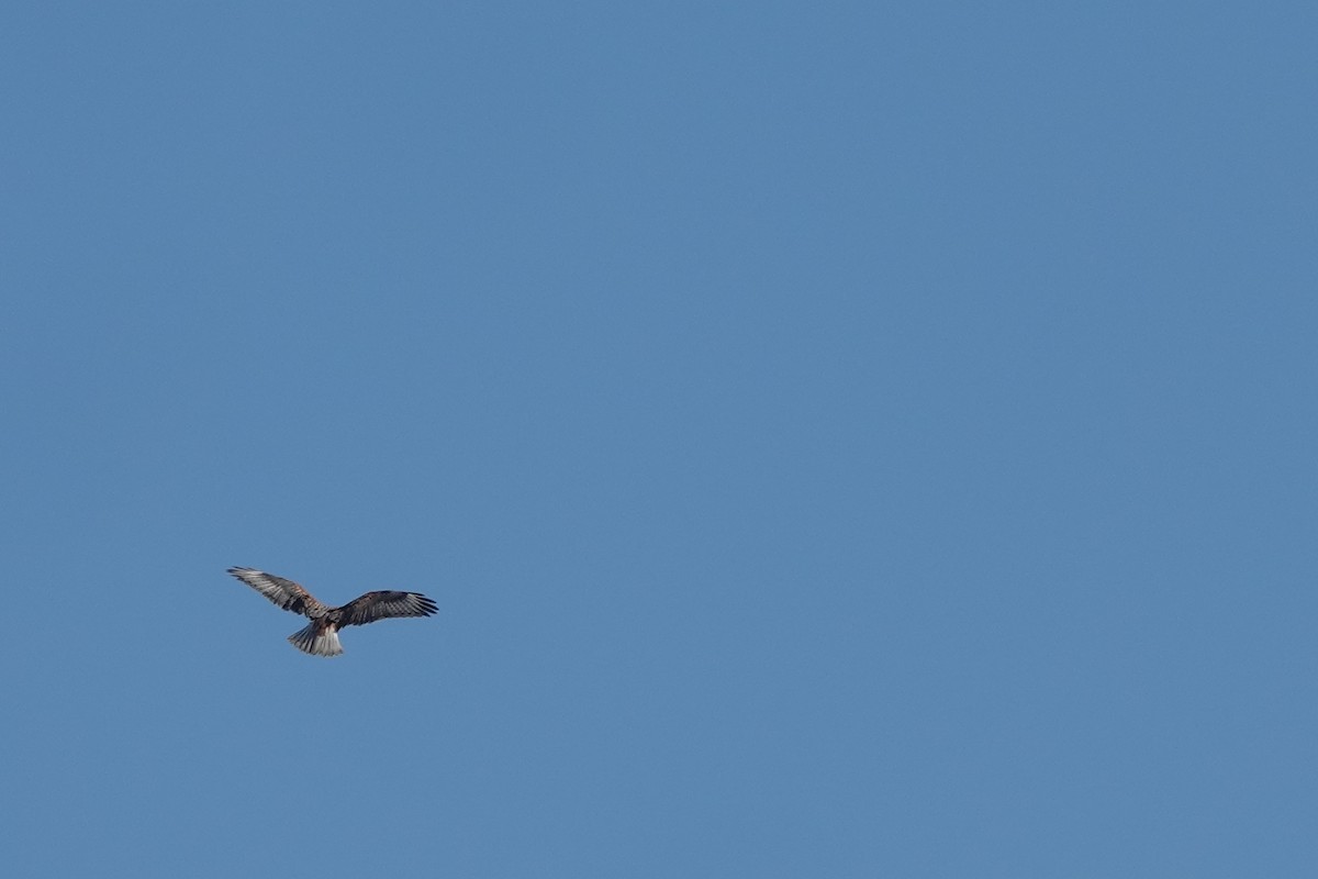 Ferruginous Hawk - ML391520891