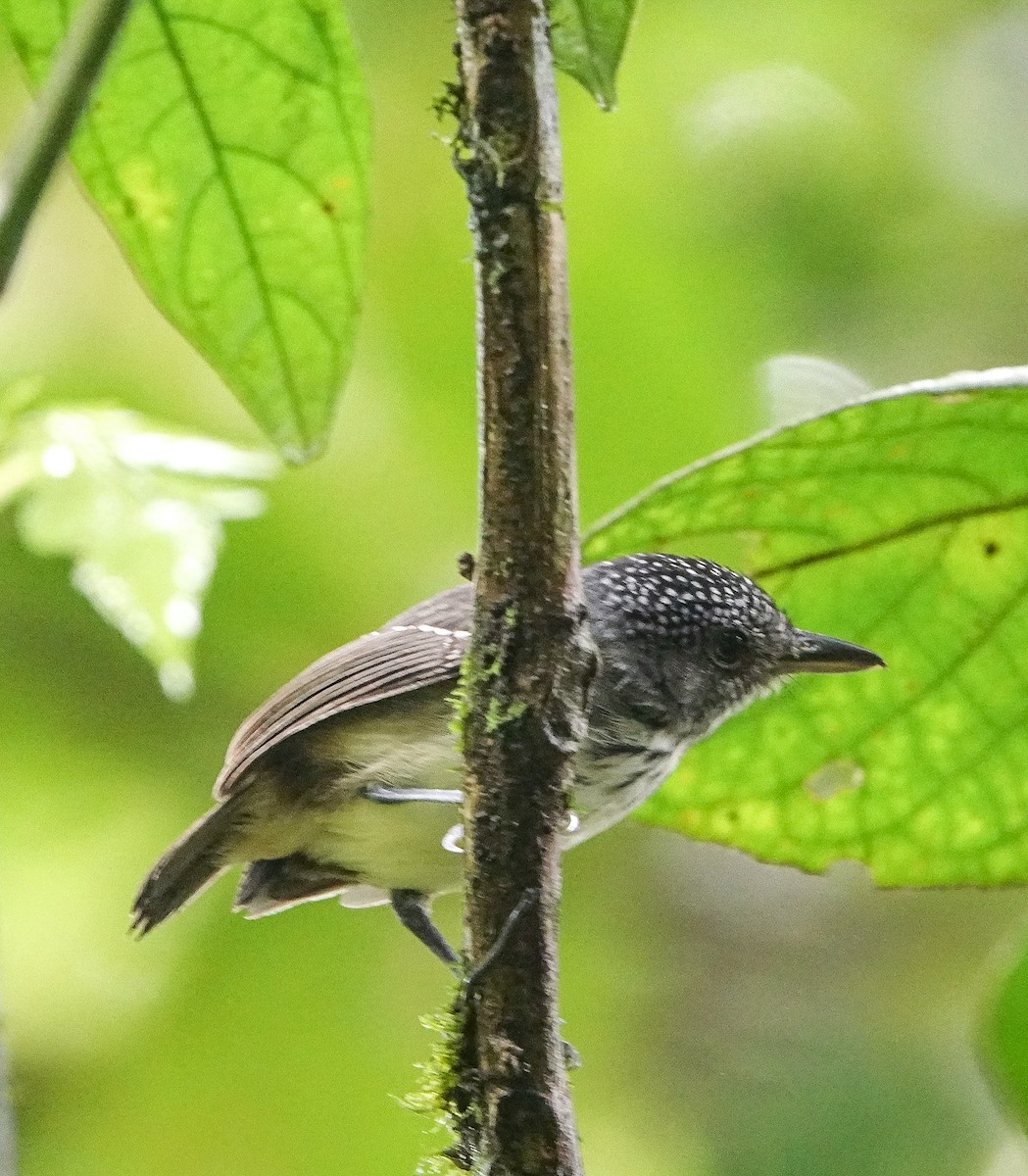 Spot-crowned Antvireo - ML391523151