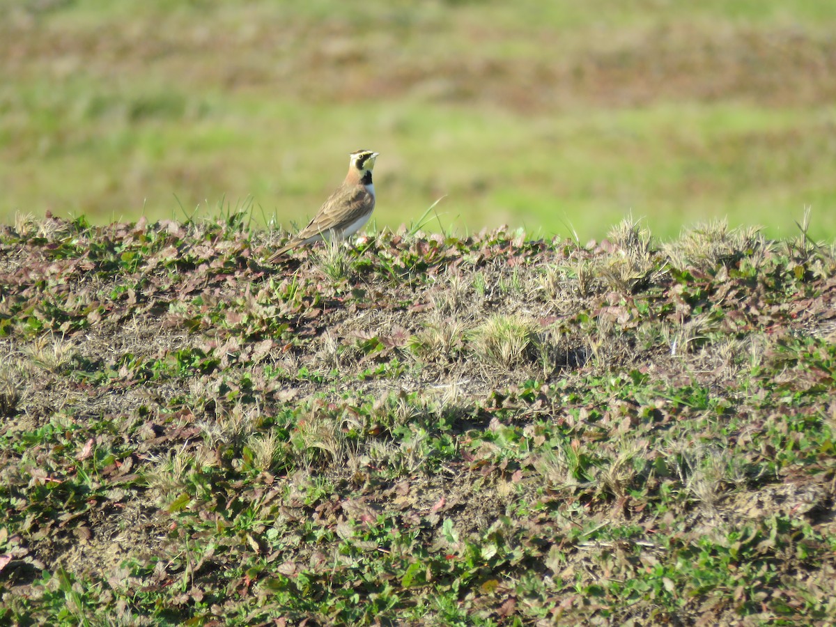 Horned Lark - ML391523191