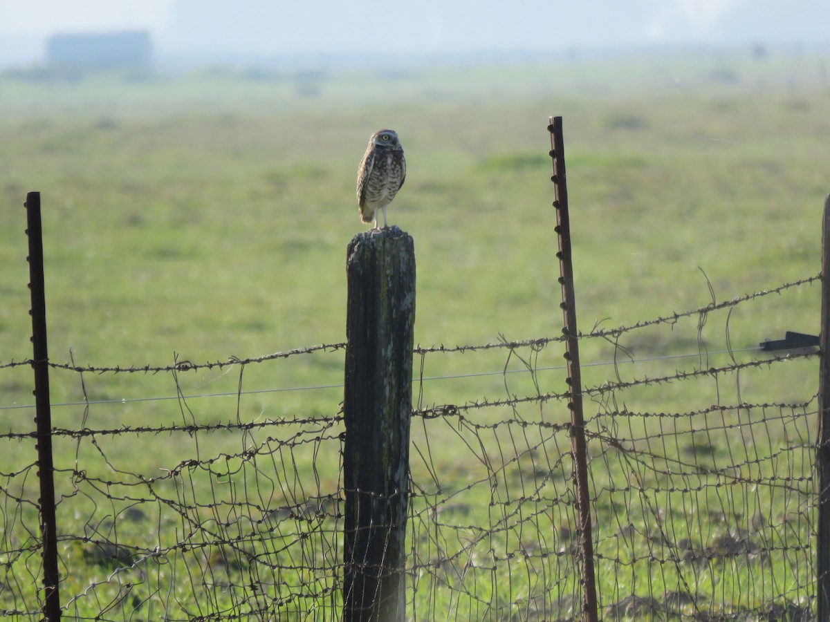 Burrowing Owl - Erica Rutherford/ John Colbert