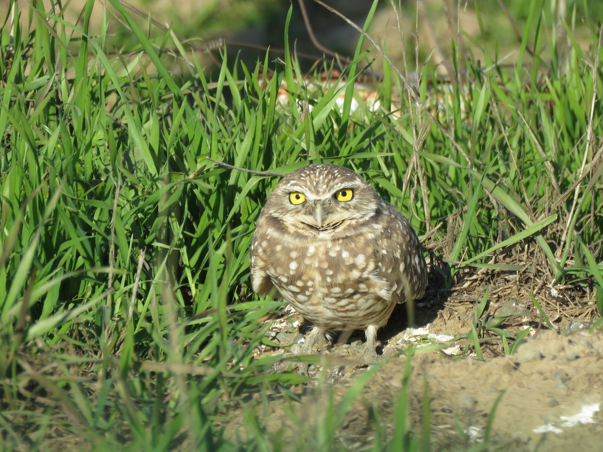 Burrowing Owl - ML391523331