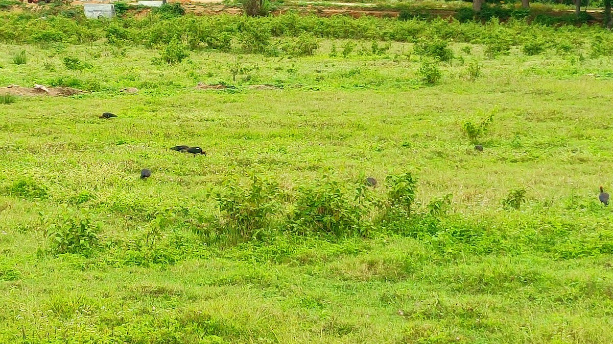 Red-naped Ibis - ML391525811