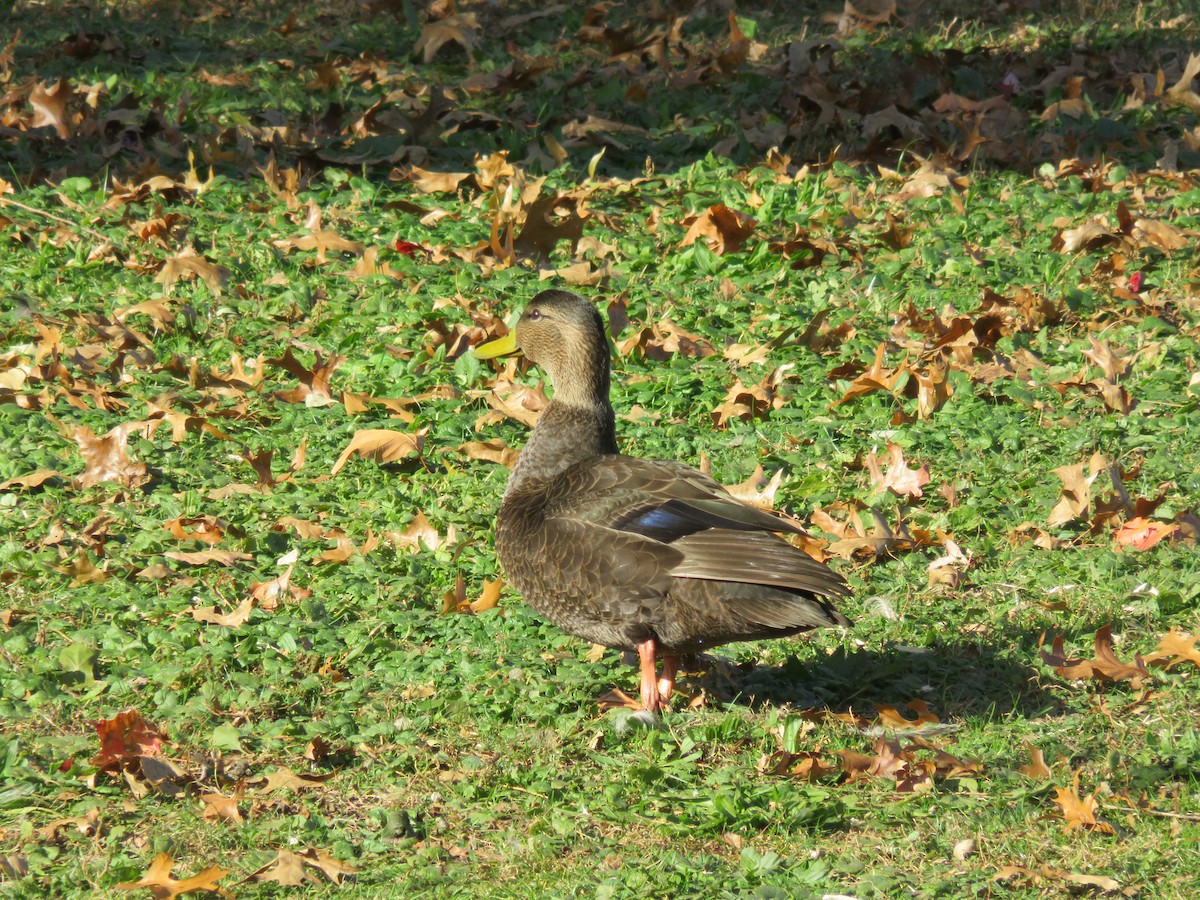 American Black Duck - ML39152701