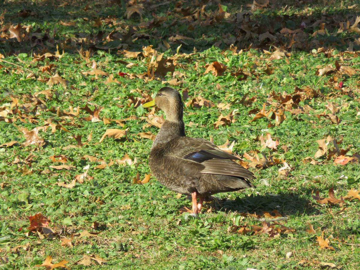 American Black Duck - ML39152701