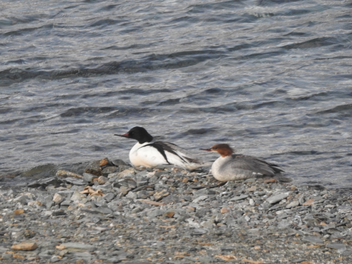 Common Merganser - ML391527971