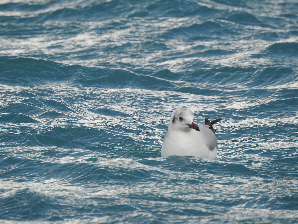 Black-headed/Brown-headed Gull - ML391528071