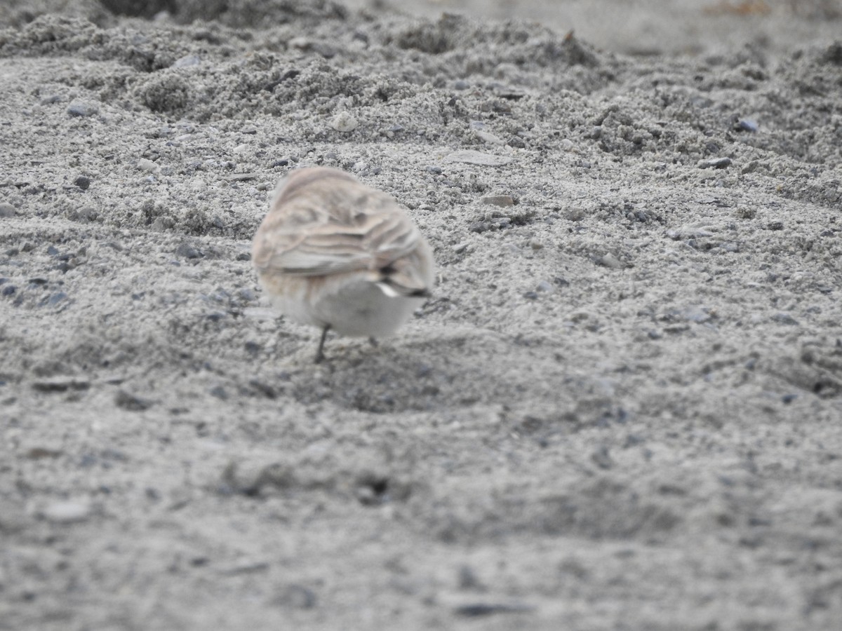 Horned Lark - Sannidhya De