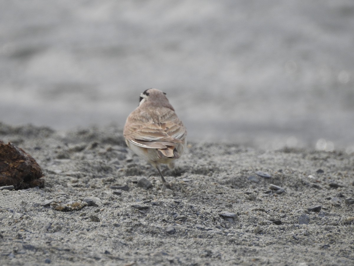 Horned Lark - ML391528151