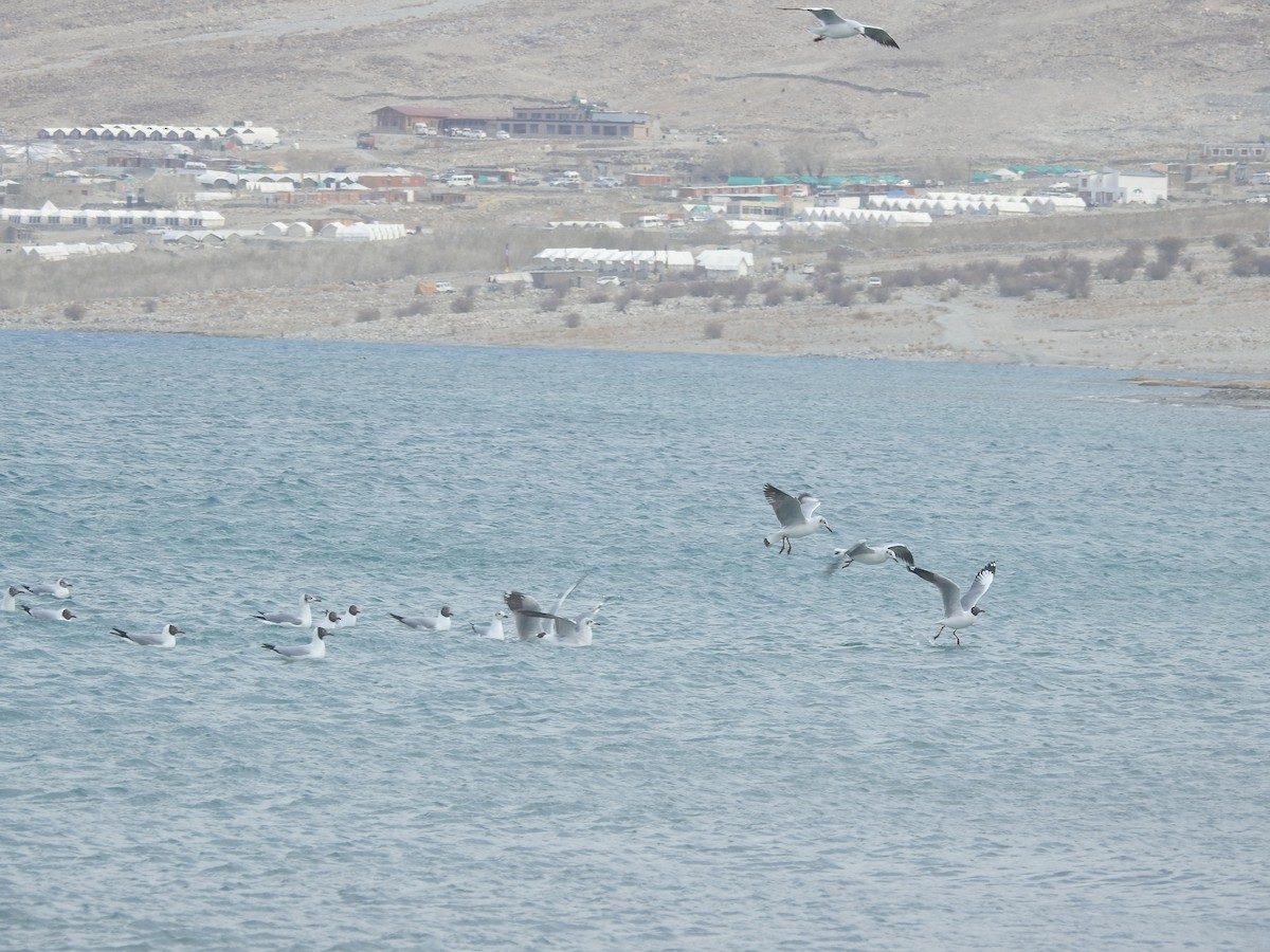 Mouette rieuse ou M. du Tibet - ML391528211