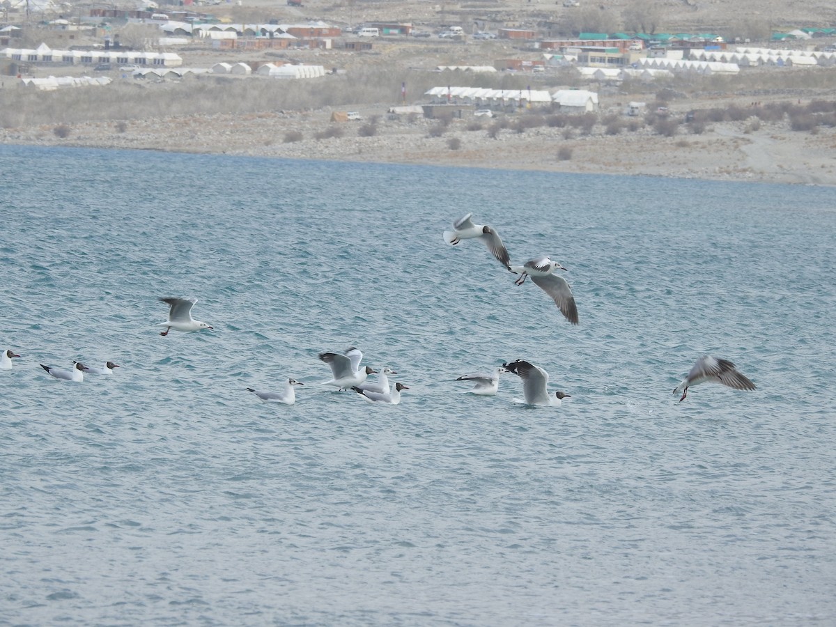 Mouette rieuse ou M. du Tibet - ML391528241