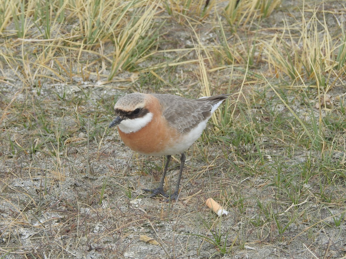 Tibetan Sand-Plover - Sannidhya De