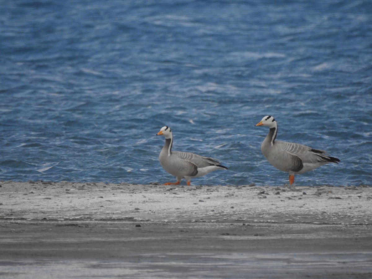 Bar-headed Goose - ML391528271