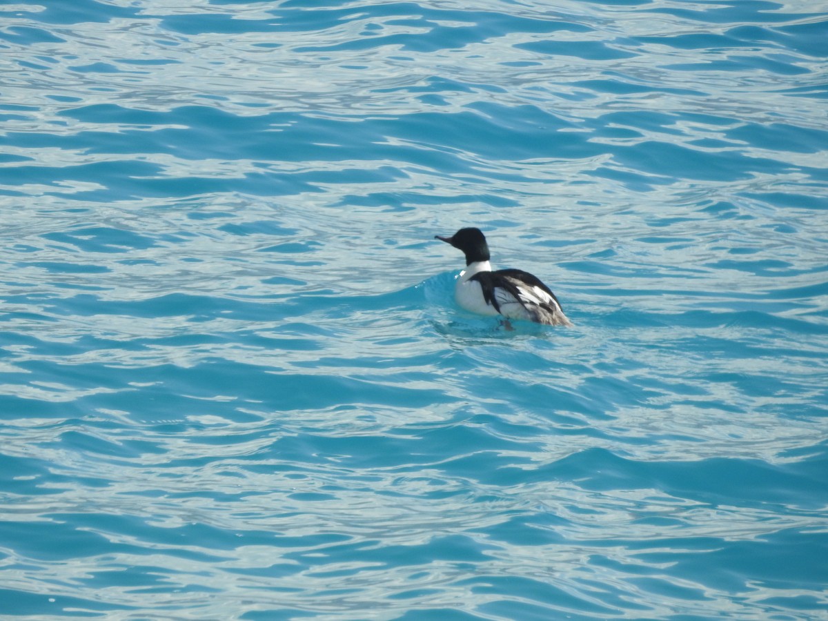 Common Merganser - ML391528321