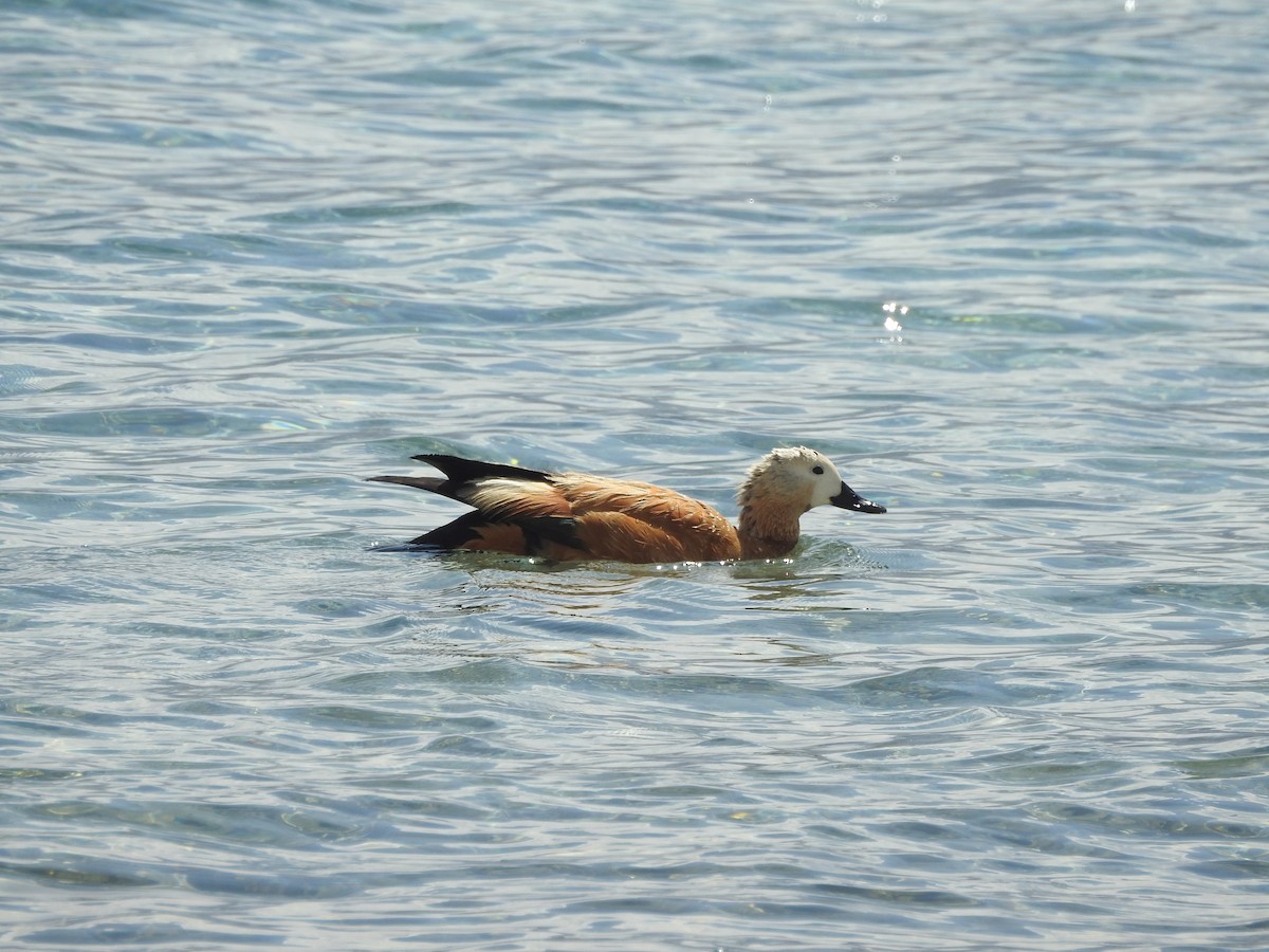 Ruddy Shelduck - ML391528391