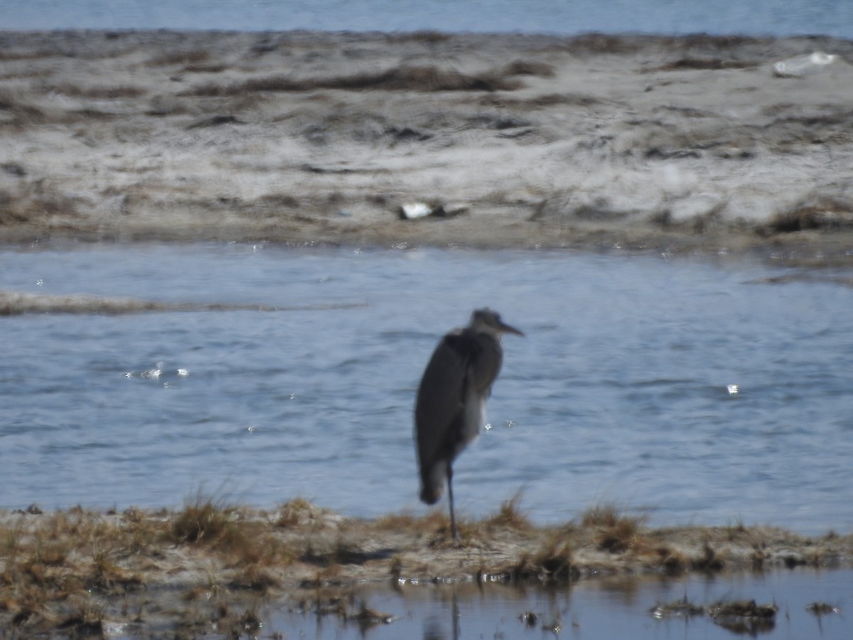 Gray Heron - ML391528451