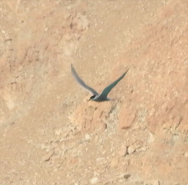 Whiskered Tern - Sannidhya De