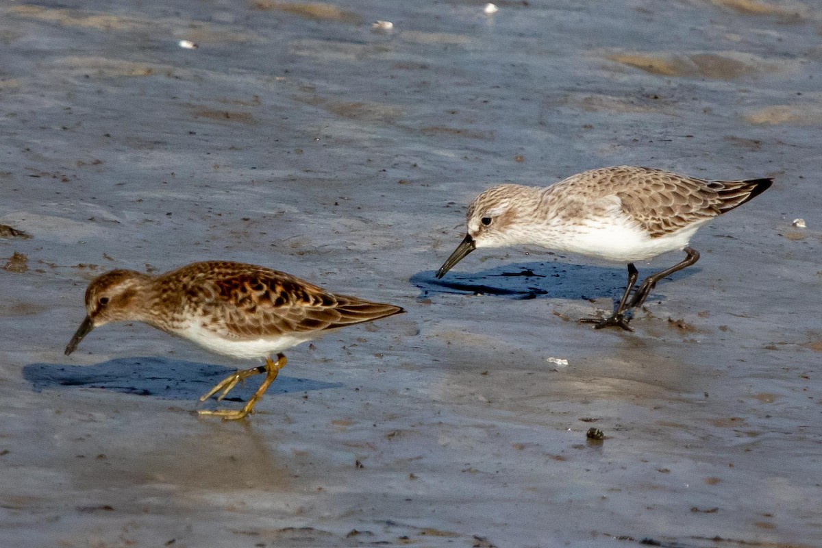 Least Sandpiper - ML391529061