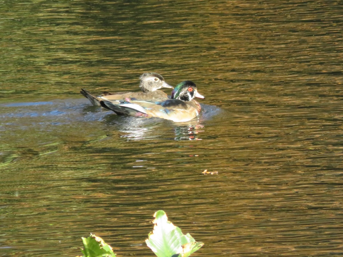 Wood Duck - ML39152911