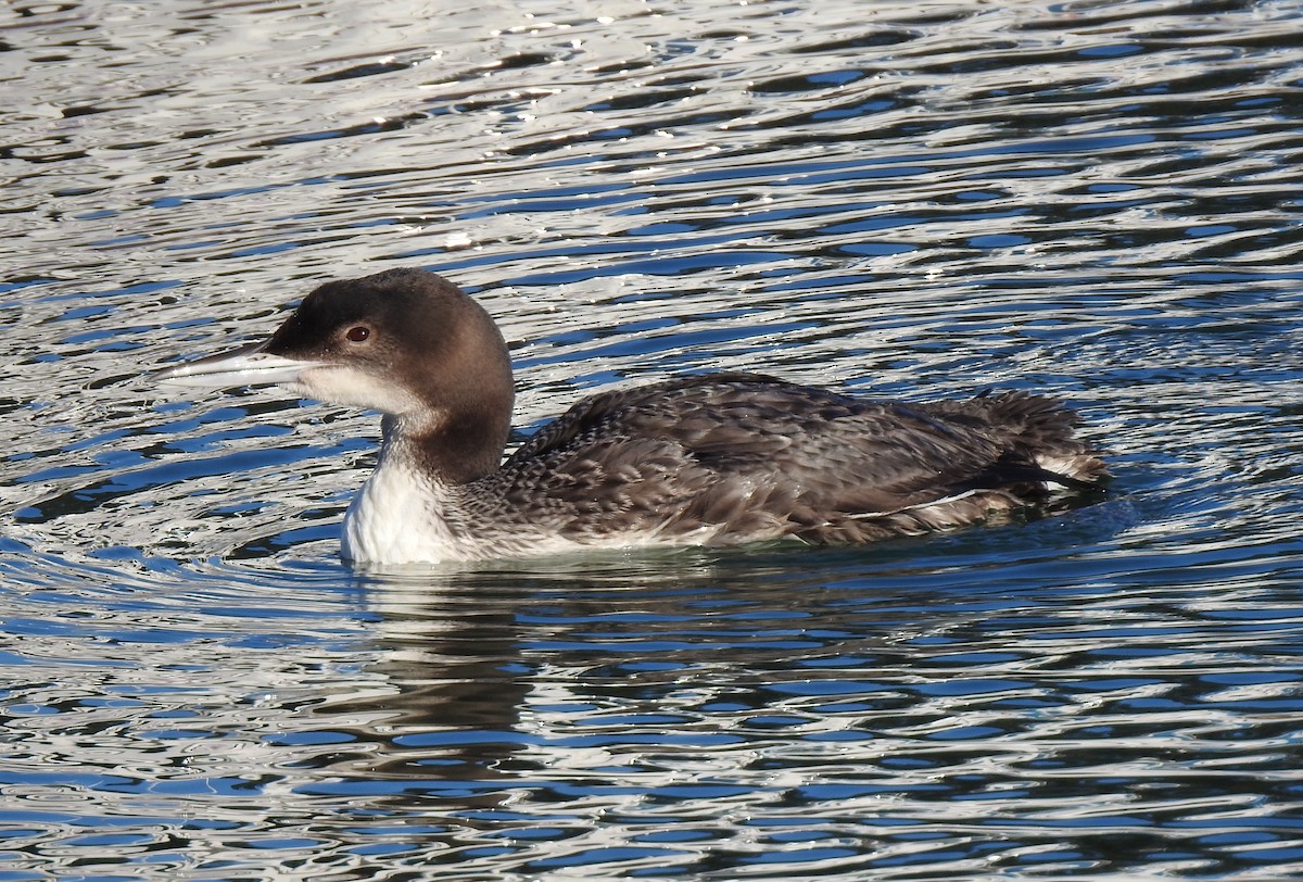 Common Loon - Anonymous