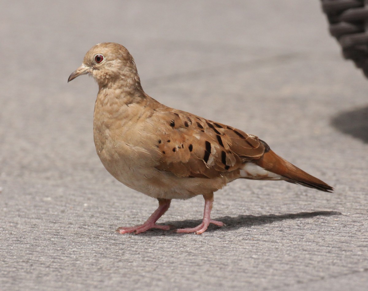Ruddy Ground Dove - Doug Korver