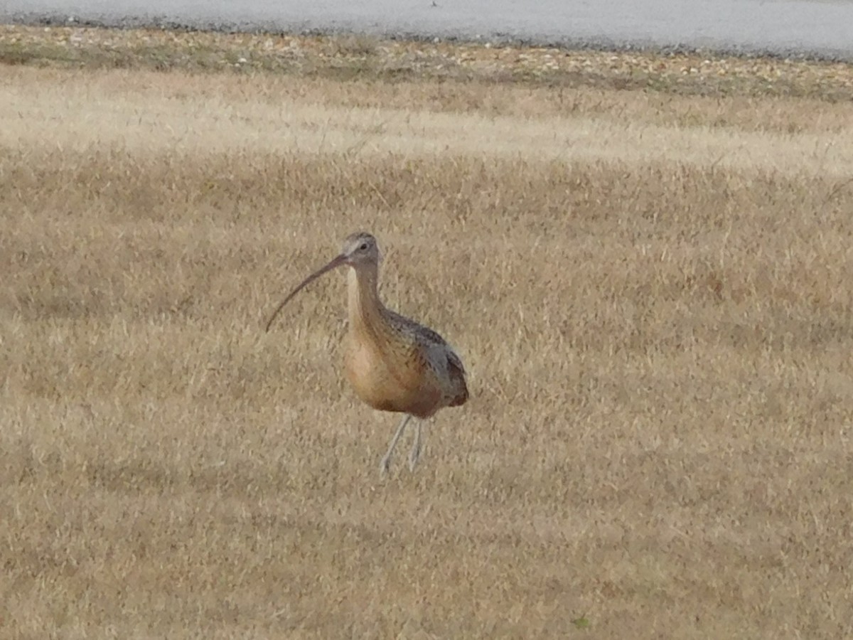 Rostbrachvogel - ML391531971