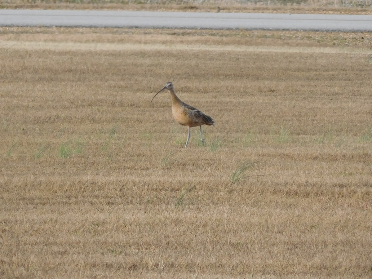 Rostbrachvogel - ML391531981