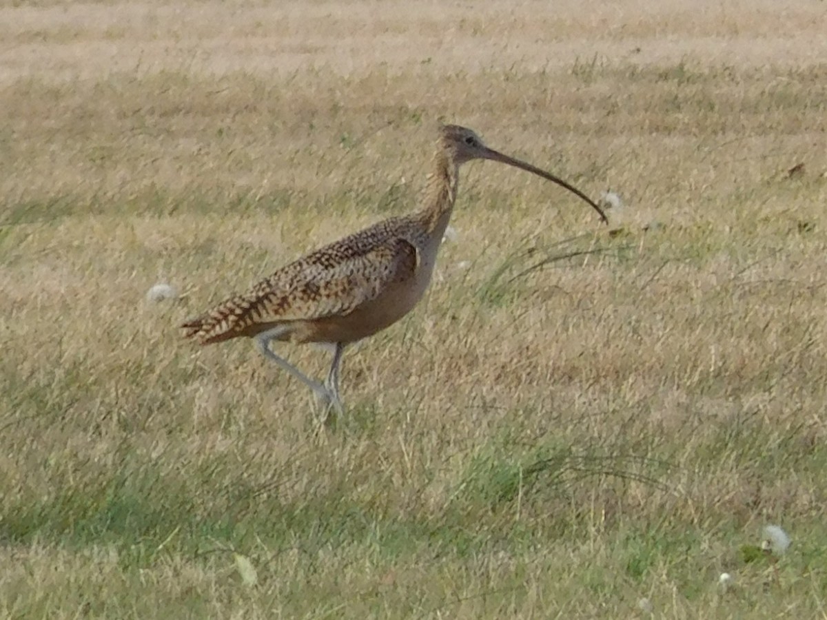 Rostbrachvogel - ML391532011