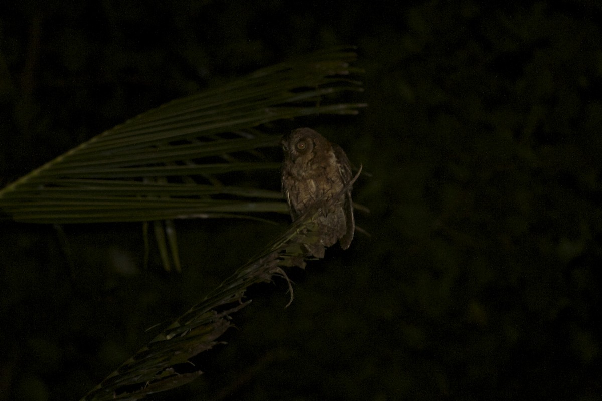 Moluccan Scops-Owl - ML391532071