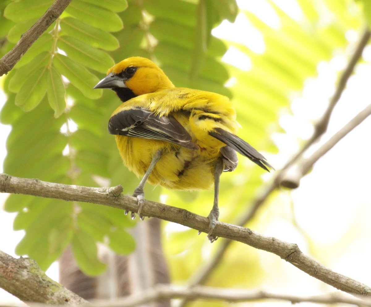 Yellow Oriole - ML39153471