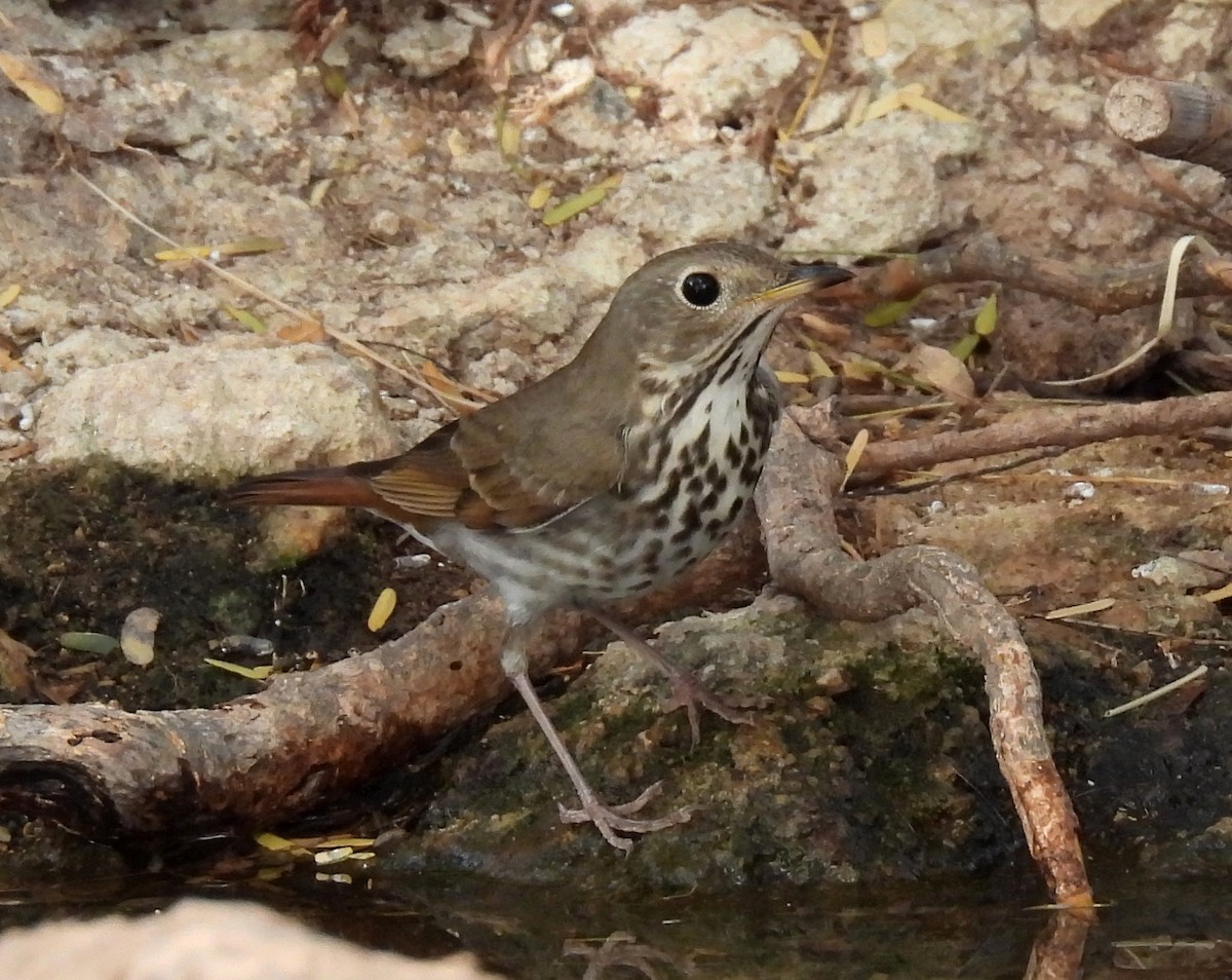 Hermit Thrush - ML391535831