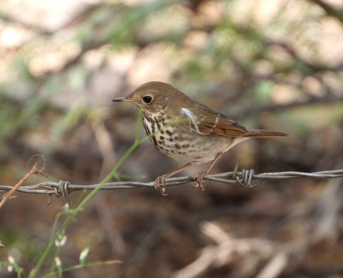 Hermit Thrush - ML391535941