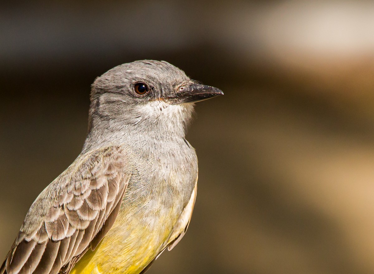 Cassin's Kingbird - ML391537471