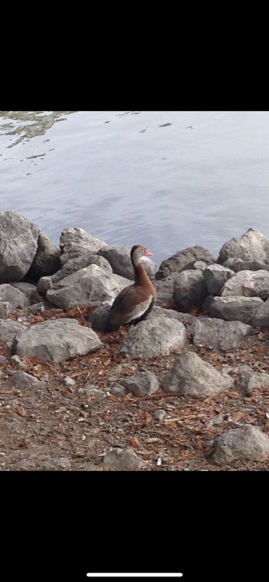 Black-bellied Whistling-Duck - ML391539421