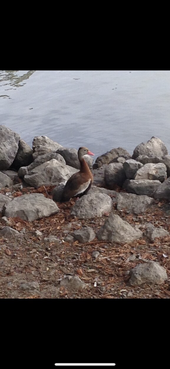 Black-bellied Whistling-Duck - ML391539441