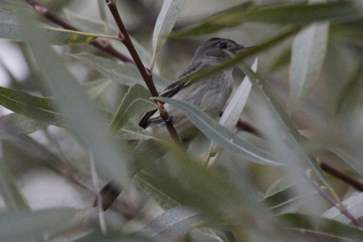 Willow Flycatcher - ML391543701