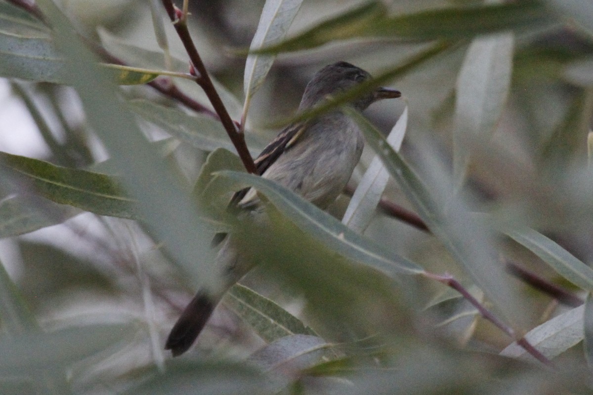 Weidenschnäppertyrann - ML391543711