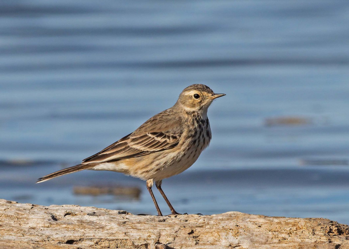 Pipit d'Amérique - ML391545821