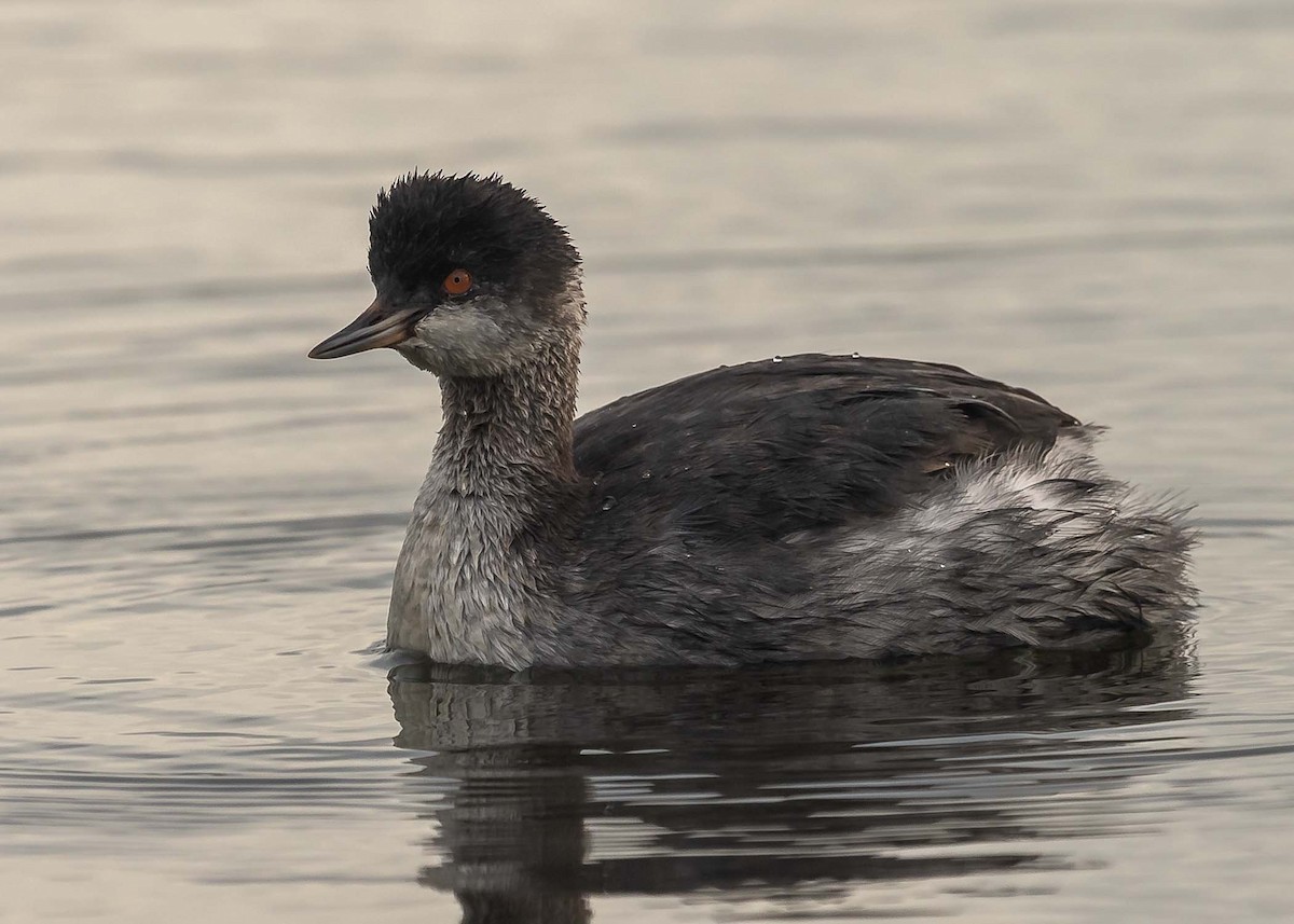 Eared Grebe - ML391545901