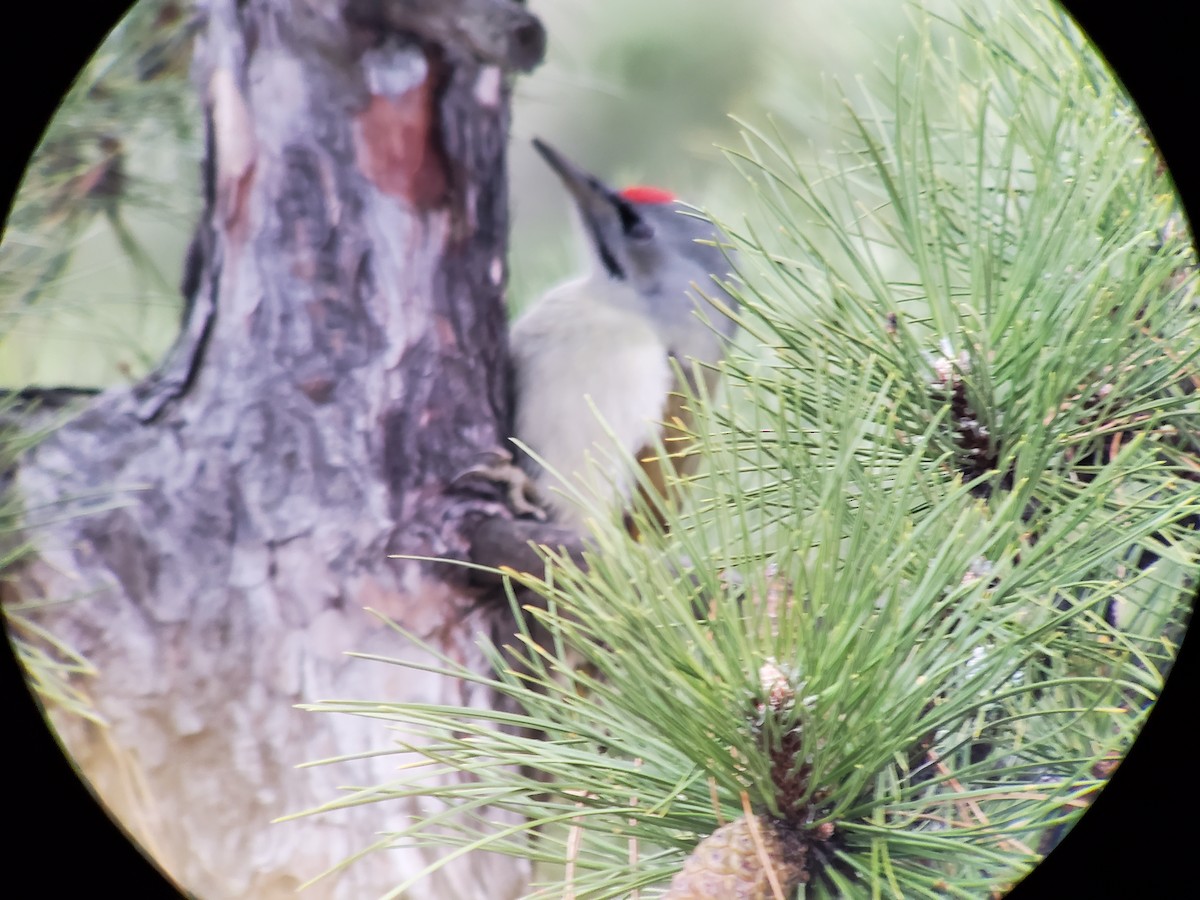 Gray-headed Woodpecker - ML391546711
